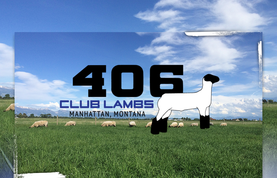 406 Club Lambs