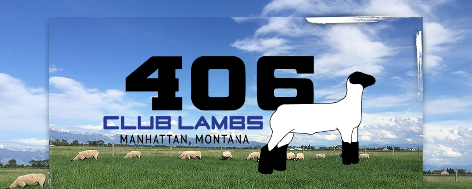 406 Club Lambs