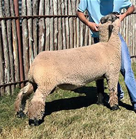 406 Club Lambs Sires